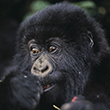 Infant Gorilla Eating Berries