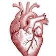 Anatomical heart illustration